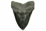 Serrated, Fossil Megalodon Tooth - South Carolina #374085-1